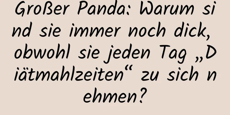 Großer Panda: Warum sind sie immer noch dick, obwohl sie jeden Tag „Diätmahlzeiten“ zu sich nehmen?