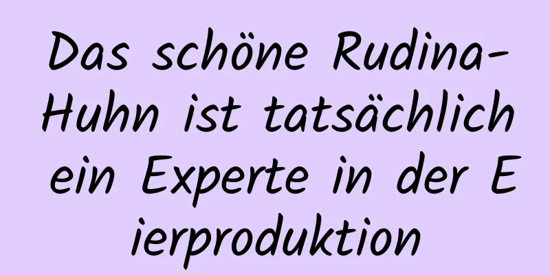 Das schöne Rudina-Huhn ist tatsächlich ein Experte in der Eierproduktion