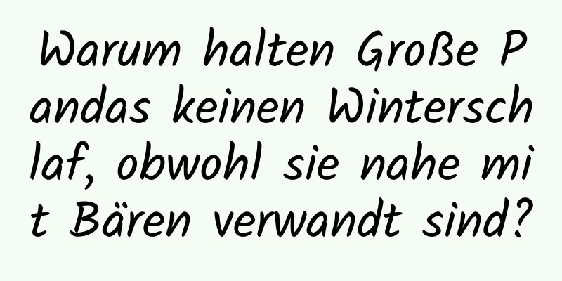 Warum halten Große Pandas keinen Winterschlaf, obwohl sie nahe mit Bären verwandt sind?