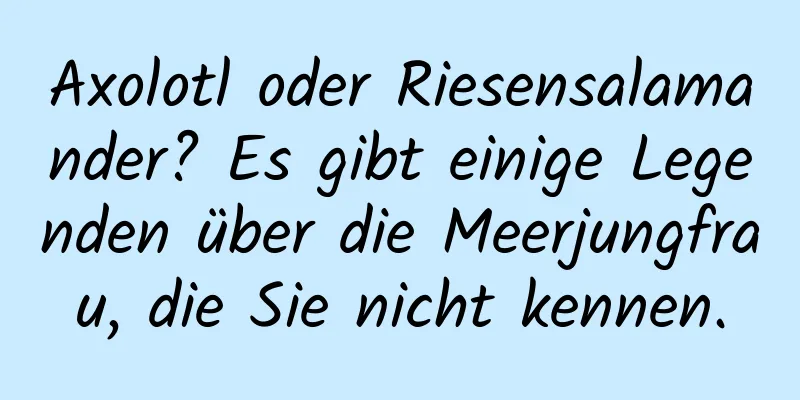 Axolotl oder Riesensalamander? Es gibt einige Legenden über die Meerjungfrau, die Sie nicht kennen.