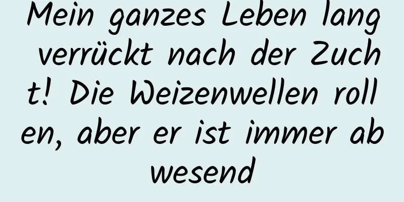 Mein ganzes Leben lang verrückt nach der Zucht! Die Weizenwellen rollen, aber er ist immer abwesend