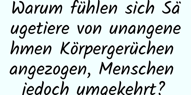 Warum fühlen sich Säugetiere von unangenehmen Körpergerüchen angezogen, Menschen jedoch umgekehrt?