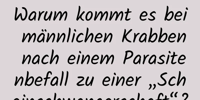 Warum kommt es bei männlichen Krabben nach einem Parasitenbefall zu einer „Scheinschwangerschaft“?