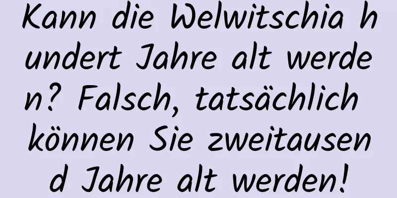 Kann die Welwitschia hundert Jahre alt werden? Falsch, tatsächlich können Sie zweitausend Jahre alt werden!