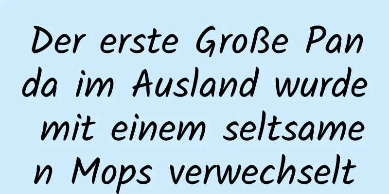 Der erste Große Panda im Ausland wurde mit einem seltsamen Mops verwechselt