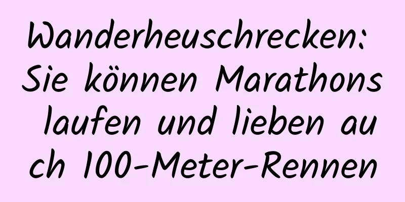 Wanderheuschrecken: Sie können Marathons laufen und lieben auch 100-Meter-Rennen