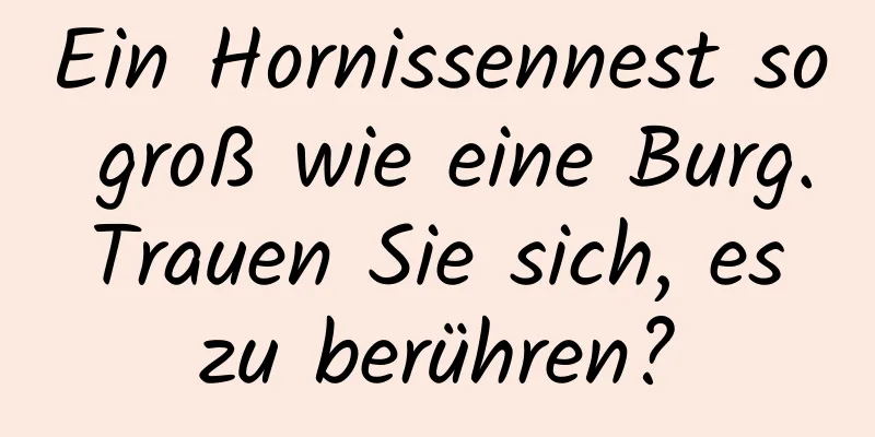 Ein Hornissennest so groß wie eine Burg. Trauen Sie sich, es zu berühren?