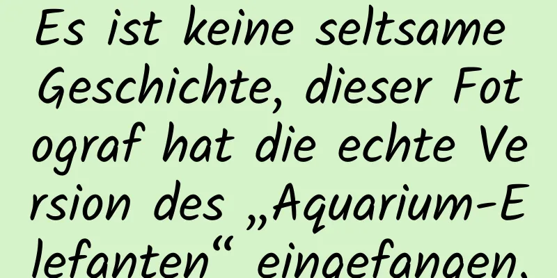 Es ist keine seltsame Geschichte, dieser Fotograf hat die echte Version des „Aquarium-Elefanten“ eingefangen.