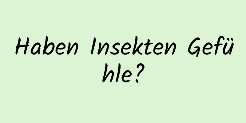 Haben Insekten Gefühle?
