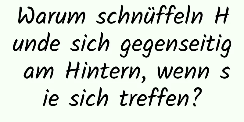 Warum schnüffeln Hunde sich gegenseitig am Hintern, wenn sie sich treffen?