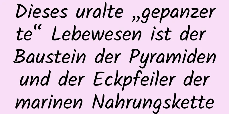 Dieses uralte „gepanzerte“ Lebewesen ist der Baustein der Pyramiden und der Eckpfeiler der marinen Nahrungskette