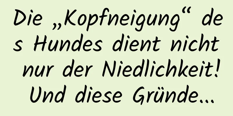 Die „Kopfneigung“ des Hundes dient nicht nur der Niedlichkeit! Und diese Gründe...