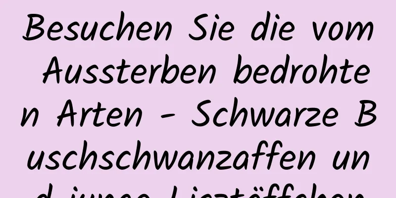 Besuchen Sie die vom Aussterben bedrohten Arten - Schwarze Buschschwanzaffen und junge Lisztäffchen