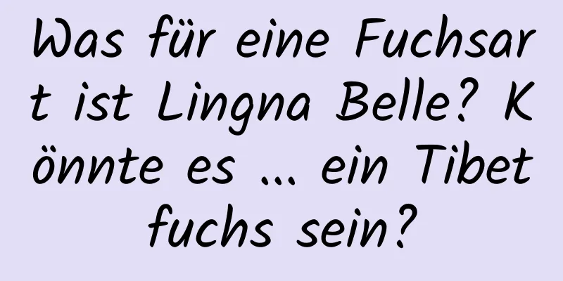 Was für eine Fuchsart ist Lingna Belle? Könnte es ... ein Tibetfuchs sein?