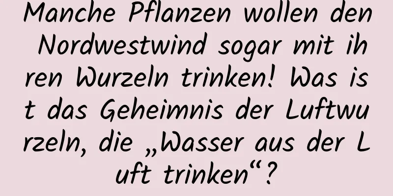 Manche Pflanzen wollen den Nordwestwind sogar mit ihren Wurzeln trinken! Was ist das Geheimnis der Luftwurzeln, die „Wasser aus der Luft trinken“?
