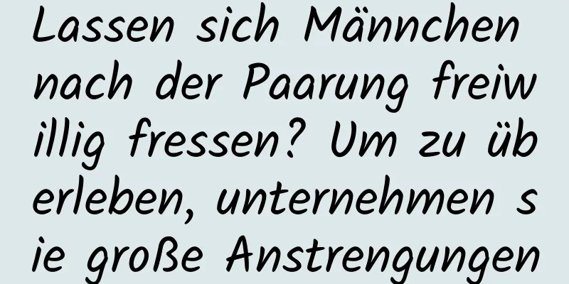 Lassen sich Männchen nach der Paarung freiwillig fressen? Um zu überleben, unternehmen sie große Anstrengungen