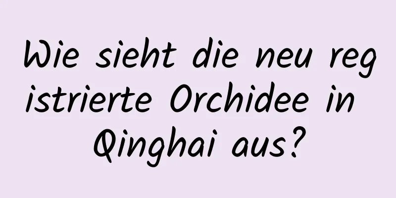 Wie sieht die neu registrierte Orchidee in Qinghai aus?
