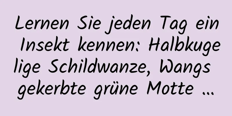 Lernen Sie jeden Tag ein Insekt kennen: Halbkugelige Schildwanze, Wangs gekerbte grüne Motte …