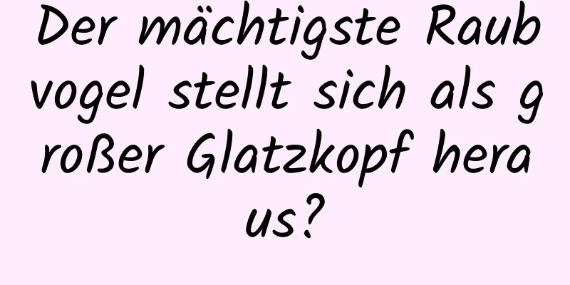 Der mächtigste Raubvogel stellt sich als großer Glatzkopf heraus?