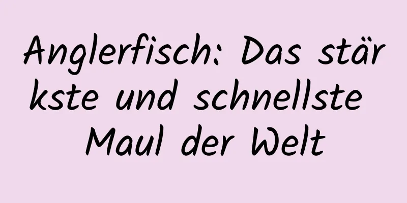Anglerfisch: Das stärkste und schnellste Maul der Welt