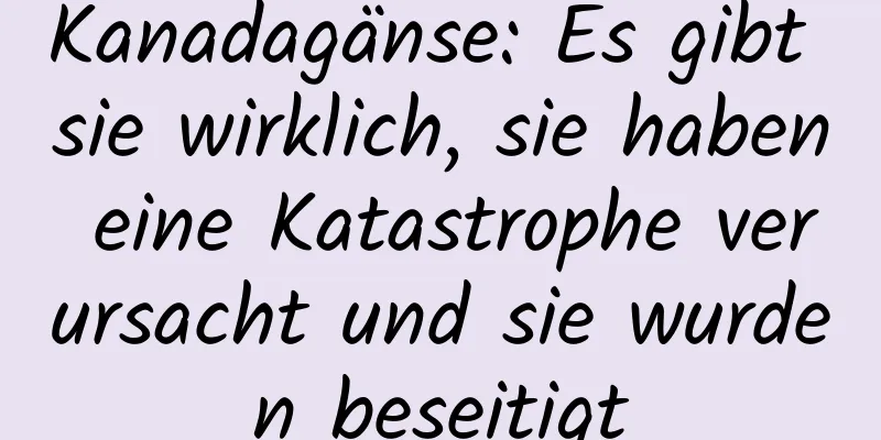 Kanadagänse: Es gibt sie wirklich, sie haben eine Katastrophe verursacht und sie wurden beseitigt