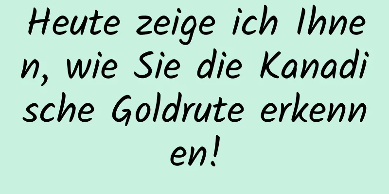 Heute zeige ich Ihnen, wie Sie die Kanadische Goldrute erkennen!