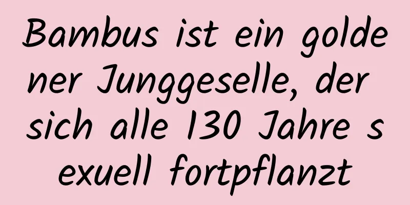 Bambus ist ein goldener Junggeselle, der sich alle 130 Jahre sexuell fortpflanzt