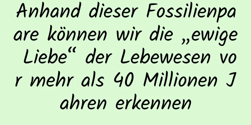 Anhand dieser Fossilienpaare können wir die „ewige Liebe“ der Lebewesen vor mehr als 40 Millionen Jahren erkennen