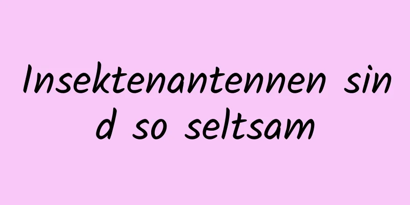 Insektenantennen sind so seltsam