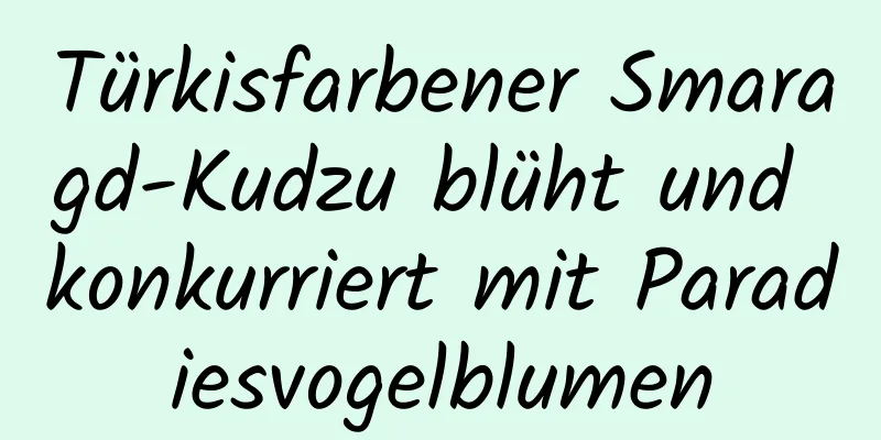 Türkisfarbener Smaragd-Kudzu blüht und konkurriert mit Paradiesvogelblumen