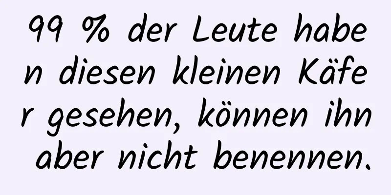 99 % der Leute haben diesen kleinen Käfer gesehen, können ihn aber nicht benennen.