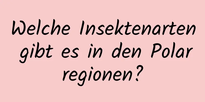 Welche Insektenarten gibt es in den Polarregionen?