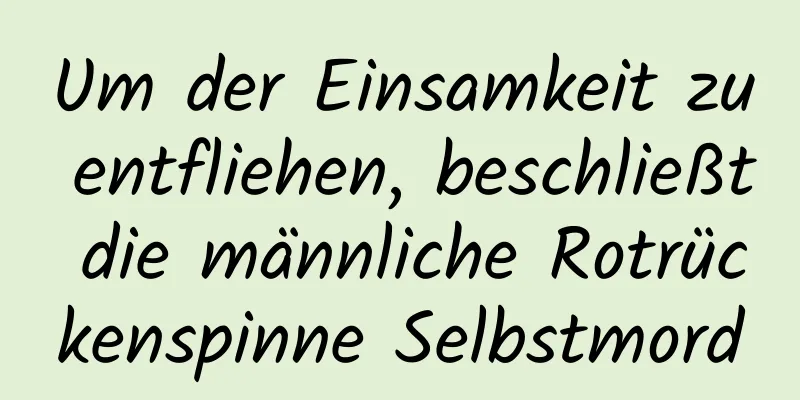 Um der Einsamkeit zu entfliehen, beschließt die männliche Rotrückenspinne Selbstmord