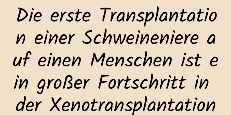 Die erste Transplantation einer Schweineniere auf einen Menschen ist ein großer Fortschritt in der Xenotransplantation