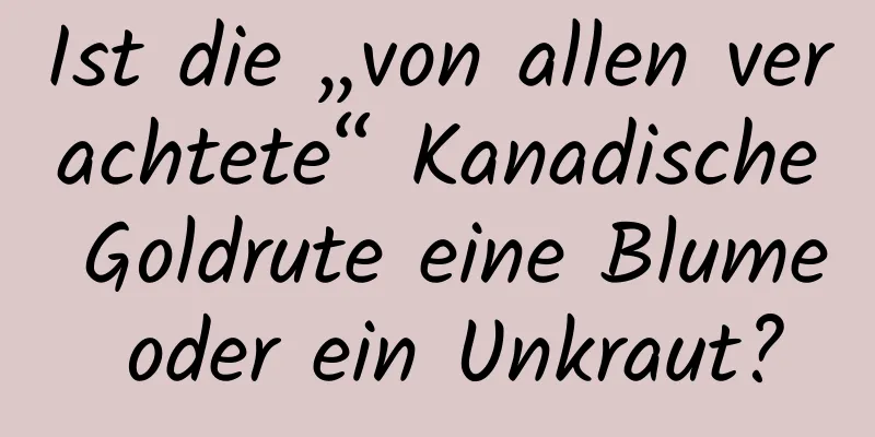 Ist die „von allen verachtete“ Kanadische Goldrute eine Blume oder ein Unkraut?