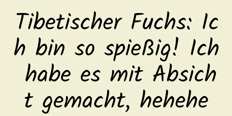 Tibetischer Fuchs: Ich bin so spießig! Ich habe es mit Absicht gemacht, hehehe