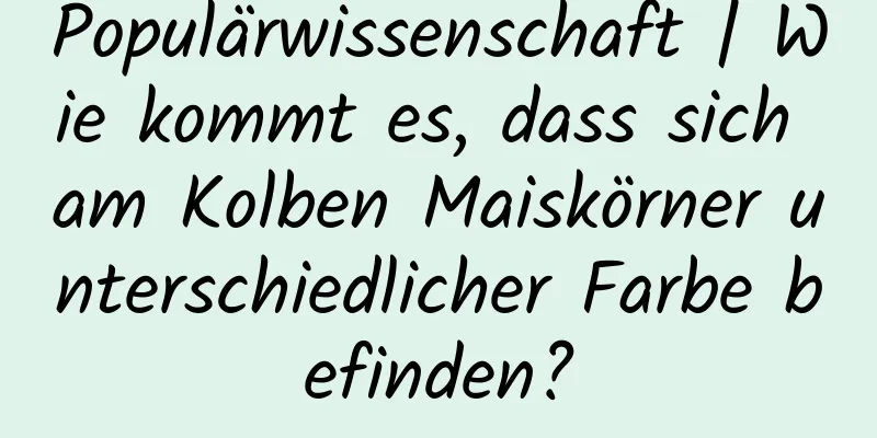 Populärwissenschaft | Wie kommt es, dass sich am Kolben Maiskörner unterschiedlicher Farbe befinden?