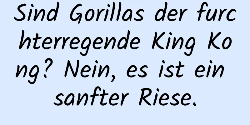 Sind Gorillas der furchterregende King Kong? Nein, es ist ein sanfter Riese.
