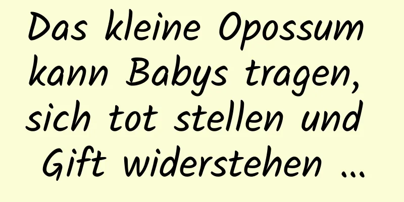 Das kleine Opossum kann Babys tragen, sich tot stellen und Gift widerstehen …
