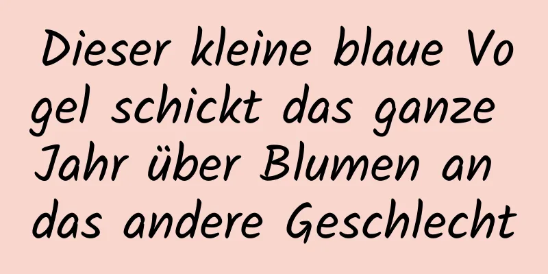 Dieser kleine blaue Vogel schickt das ganze Jahr über Blumen an das andere Geschlecht