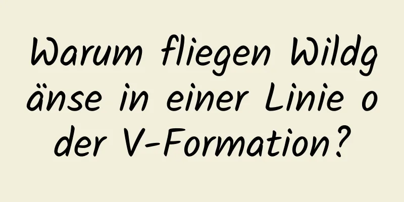 Warum fliegen Wildgänse in einer Linie oder V-Formation?