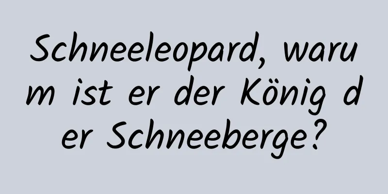 Schneeleopard, warum ist er der König der Schneeberge?