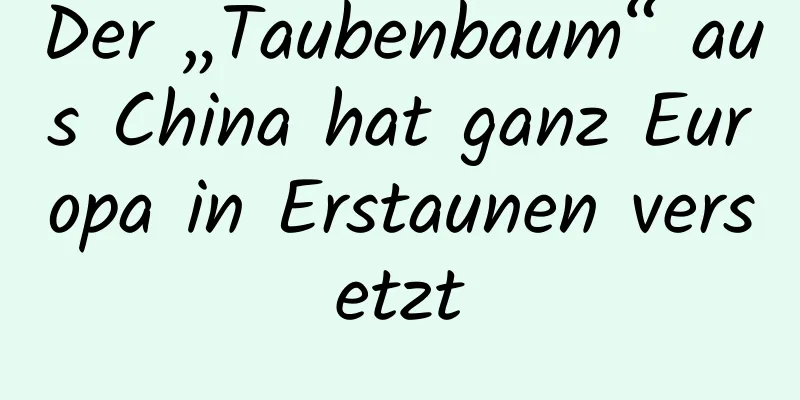 Der „Taubenbaum“ aus China hat ganz Europa in Erstaunen versetzt