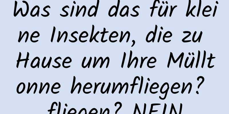 Was sind das für kleine Insekten, die zu Hause um Ihre Mülltonne herumfliegen? fliegen? NEIN