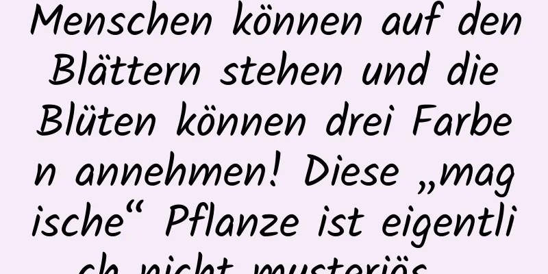 Menschen können auf den Blättern stehen und die Blüten können drei Farben annehmen! Diese „magische“ Pflanze ist eigentlich nicht mysteriös …