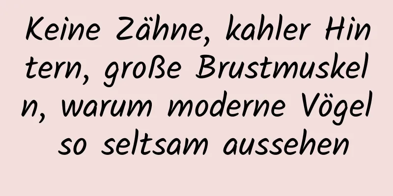 Keine Zähne, kahler Hintern, große Brustmuskeln, warum moderne Vögel so seltsam aussehen