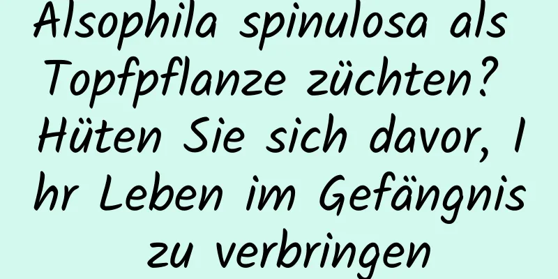 Alsophila spinulosa als Topfpflanze züchten? Hüten Sie sich davor, Ihr Leben im Gefängnis zu verbringen