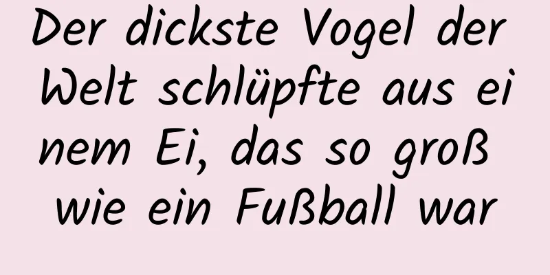 Der dickste Vogel der Welt schlüpfte aus einem Ei, das so groß wie ein Fußball war