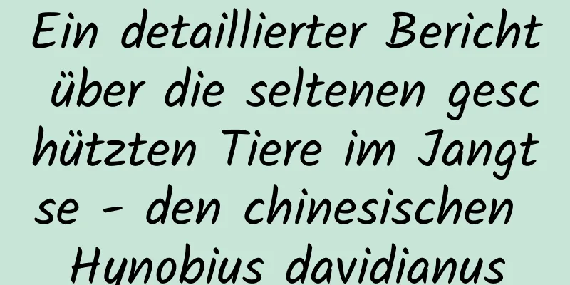 Ein detaillierter Bericht über die seltenen geschützten Tiere im Jangtse - den chinesischen Hynobius davidianus