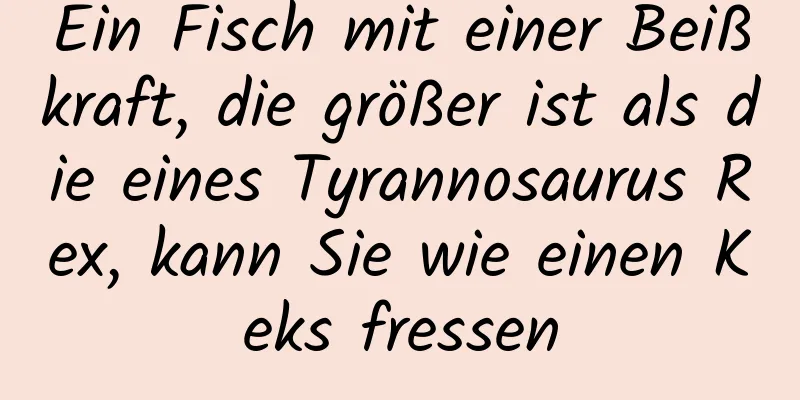Ein Fisch mit einer Beißkraft, die größer ist als die eines Tyrannosaurus Rex, kann Sie wie einen Keks fressen